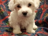 Coton de Tulear puppies for sale