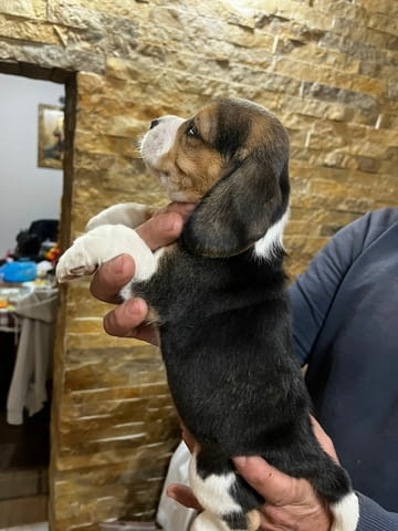 Бийгъл кученца Beagle, Vaccinated - Yes, Dewormed - Yes - city of Izvun Bulgaria | Dogs - снимка 2
