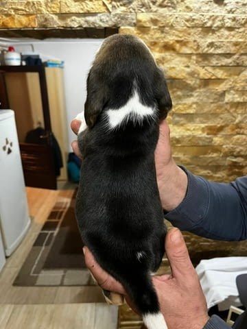 Бийгъл кученца Beagle, Vaccinated - Yes, Dewormed - Yes - city of Izvun Bulgaria | Dogs - снимка 3