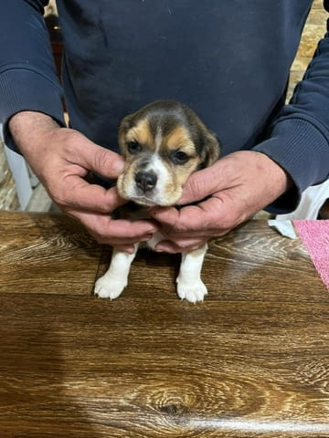 Бийгъл кученца Beagle, Vaccinated - Yes, Dewormed - Yes - city of Izvun Bulgaria | Dogs - снимка 4
