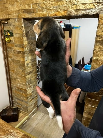 Бийгъл кученца Beagle, Vaccinated - Yes, Dewormed - Yes - city of Izvun Bulgaria | Dogs - снимка 6