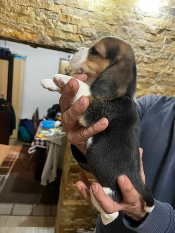 Бийгъл кученца Beagle, Vaccinated - Yes, Dewormed - Yes - city of Izvun Bulgaria | Dogs - снимка 8