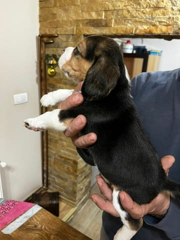 Бийгъл кученца Beagle, Vaccinated - Yes, Dewormed - Yes - city of Izvun Bulgaria | Dogs - снимка 9
