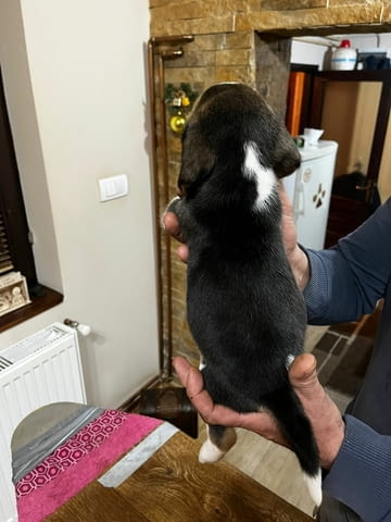 Бийгъл кученца Beagle, Vaccinated - Yes, Dewormed - Yes - city of Izvun Bulgaria | Dogs - снимка 12