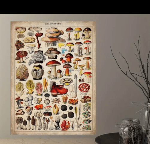 Винтидж плакат с гъби - city of Bеrkovitsa | Paintings - снимка 1