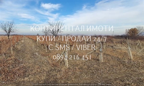 Код 62932. Гледано лозе 2200м2 десертно Супер ран болгар в отлично състояние. Лозето се намира на ме - снимка 3