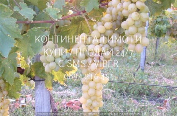 Код 62932. Гледано лозе 2200м2 десертно Супер ран болгар в отлично състояние. Лозето се намира на ме - снимка 4