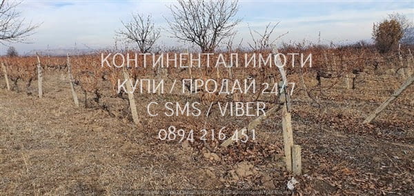 Код 62932. Гледано лозе 2200м2 десертно Супер ран болгар в отлично състояние. Лозето се намира на ме - снимка 5