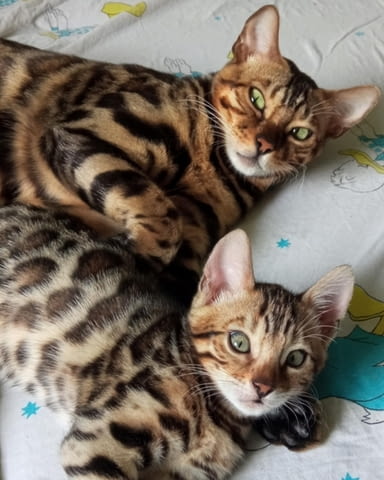 Бенгалски котенца за продажба Bengal, Vaccine - Yes, Dewormed - Yes - city of Izvun Bulgaria | Cats - снимка 8