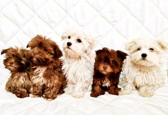 Болонка Цветна кученца Bolognese, Vaccinated - Yes, Dewormed - Yes - city of Izvun Bulgaria | Dogs - снимка 1