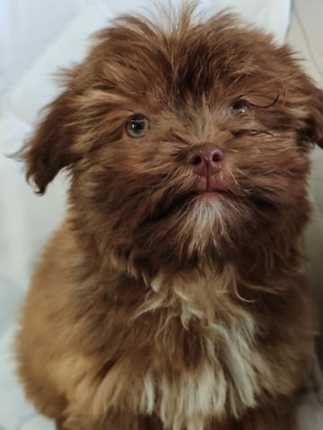 Болонка Цветна кученца Bolognese, Vaccinated - Yes, Dewormed - Yes - city of Izvun Bulgaria | Dogs - снимка 2