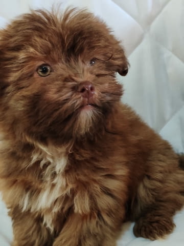 Болонка Цветна кученца Bolognese, Vaccinated - Yes, Dewormed - Yes - city of Izvun Bulgaria | Dogs - снимка 3