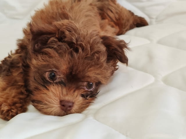 Болонка Цветна кученца Bolognese, Vaccinated - Yes, Dewormed - Yes - city of Izvun Bulgaria | Dogs - снимка 4