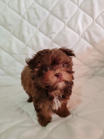 Болонка Цветна кученца Bolognese, Vaccinated - Yes, Dewormed - Yes - city of Izvun Bulgaria | Dogs - снимка 5