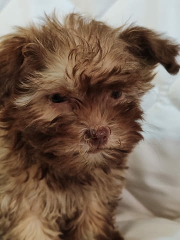 Болонка Цветна кученца Bolognese, Vaccinated - Yes, Dewormed - Yes - city of Izvun Bulgaria | Dogs - снимка 6