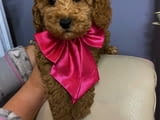 Apricot miniature poodle