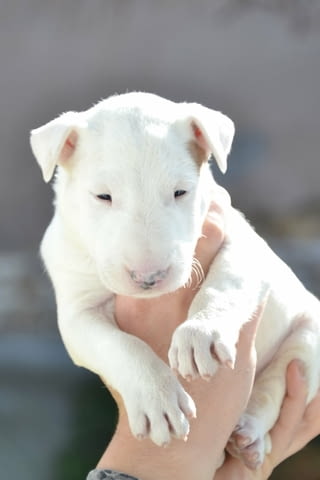 Bull terrier puppies Bulterier, 1 Month - city of Izvun Bulgaria | Dogs - снимка 2