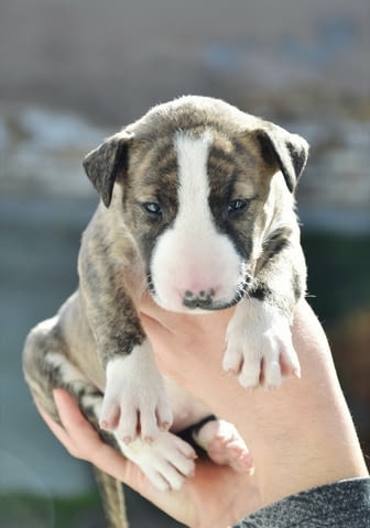 Bull terrier puppies Bulterier, 1 Month - city of Izvun Bulgaria | Dogs - снимка 3