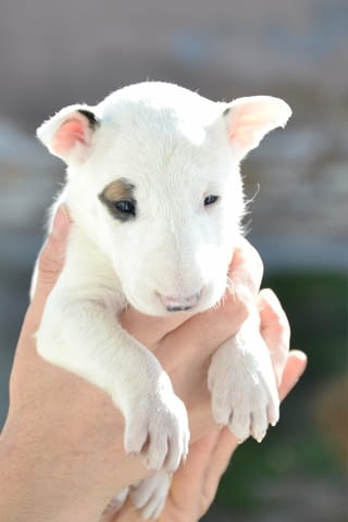 Bull terrier puppies Bulterier, 1 Month - city of Izvun Bulgaria | Dogs - снимка 4