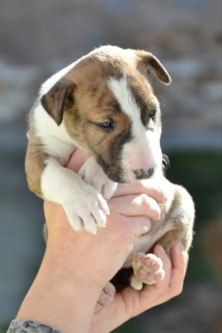 Bull terrier puppies Bulterier, 1 Month - city of Izvun Bulgaria | Dogs - снимка 5