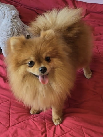 Premium pomeranians of BOO SALE ACTION Pomeranian, 2 Months - city of Izvun Bulgaria | Dogs - снимка 1