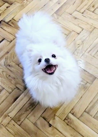 Premium pomeranians of BOO SALE ACTION Pomeranian, 2 Months - city of Izvun Bulgaria | Dogs - снимка 2