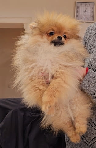 Premium pomeranians of BOO SALE ACTION Pomeranian, 2 Months - city of Izvun Bulgaria | Dogs - снимка 4