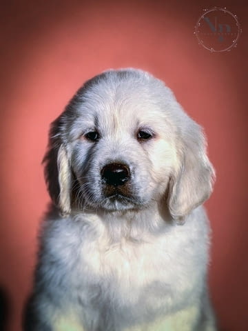 Голдън ретривър кученца Golden Retriever, Vaccinated - Yes, Dewormed - Yes - city of Izvun Bulgaria | Dogs - снимка 2