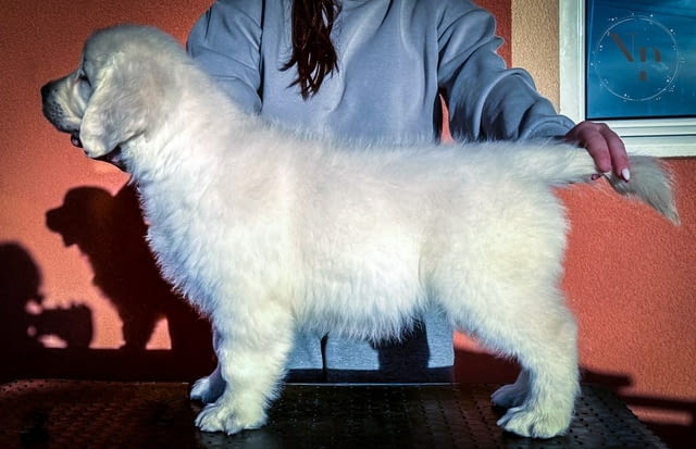 Голдън ретривър кученца Golden Retriever, Vaccinated - Yes, Dewormed - Yes - city of Izvun Bulgaria | Dogs - снимка 3