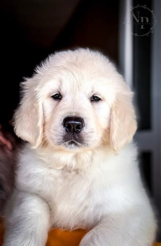Голдън ретривър кученца Golden Retriever, Vaccinated - Yes, Dewormed - Yes - city of Izvun Bulgaria | Dogs - снимка 4