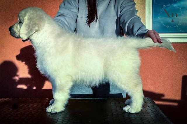 Голдън ретривър кученца Golden Retriever, Vaccinated - Yes, Dewormed - Yes - city of Izvun Bulgaria | Dogs - снимка 5