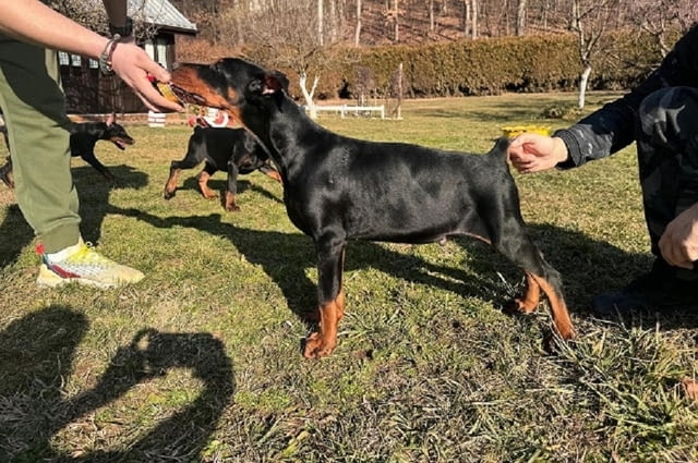 Доберман Doberman, 2 Months - city of Izvun Bulgaria | Dogs - снимка 5