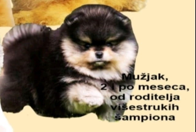 Померански шпиц кученца за продажба Pomeranian, Vaccinated - Yes, Dewormed - Yes - city of Izvun Bulgaria | Dogs - снимка 1