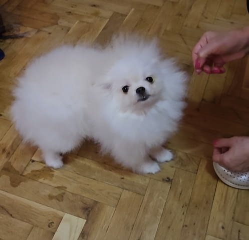Померански шпиц кученца за продажба Pomeranian, Vaccinated - Yes, Dewormed - Yes - city of Izvun Bulgaria | Dogs - снимка 2