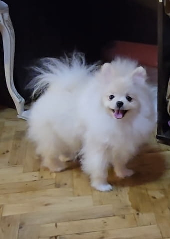 Померански шпиц кученца за продажба Pomeranian, Vaccinated - Yes, Dewormed - Yes - city of Izvun Bulgaria | Dogs - снимка 4