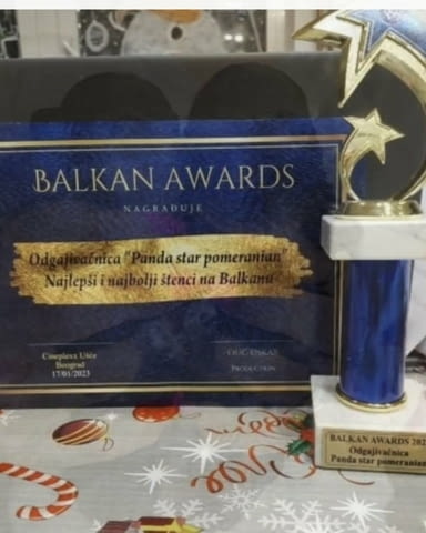 Померански шпиц кученца за продажба Pomeranian, Vaccinated - Yes, Dewormed - Yes - city of Izvun Bulgaria | Dogs - снимка 5