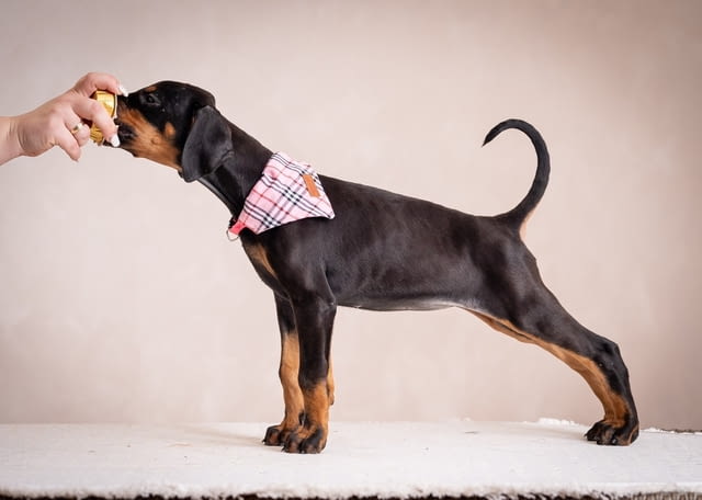 Доберман кученца Doberman, Vaccinated - Yes, Dewormed - Yes - city of Izvun Bulgaria | Dogs - снимка 1