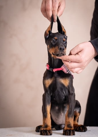 Доберман кученца Doberman, Vaccinated - Yes, Dewormed - Yes - city of Izvun Bulgaria | Dogs - снимка 2