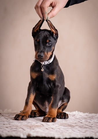 Доберман кученца Doberman, Vaccinated - Yes, Dewormed - Yes - city of Izvun Bulgaria | Dogs - снимка 3