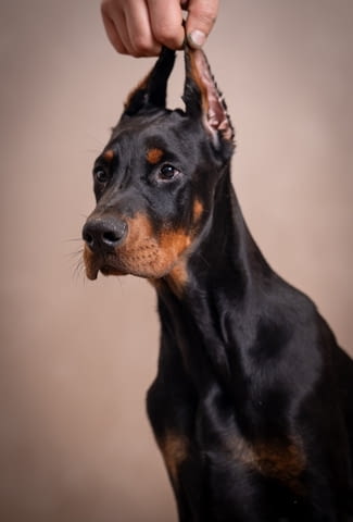 Доберман кученца Doberman, Vaccinated - Yes, Dewormed - Yes - city of Izvun Bulgaria | Dogs - снимка 4