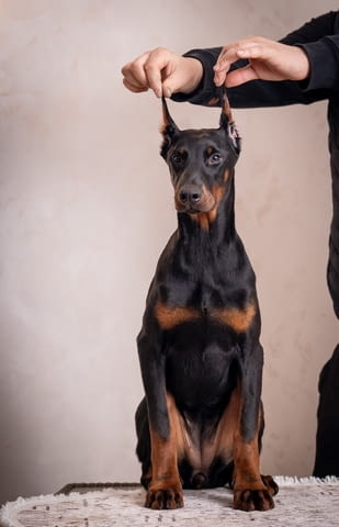 Доберман кученца Doberman, Vaccinated - Yes, Dewormed - Yes - city of Izvun Bulgaria | Dogs - снимка 5