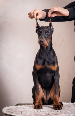 Доберман кученца Doberman, Vaccinated - Yes, Dewormed - Yes - city of Izvun Bulgaria | Dogs - снимка 6