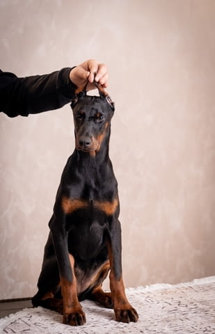 Доберман кученца Doberman, Vaccinated - Yes, Dewormed - Yes - city of Izvun Bulgaria | Dogs - снимка 7