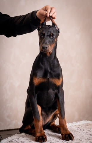 Доберман кученца Doberman, Vaccinated - Yes, Dewormed - Yes - city of Izvun Bulgaria | Dogs - снимка 8