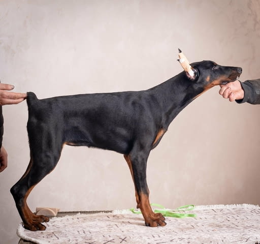 Доберман кученца Doberman, Vaccinated - Yes, Dewormed - Yes - city of Izvun Bulgaria | Dogs - снимка 9