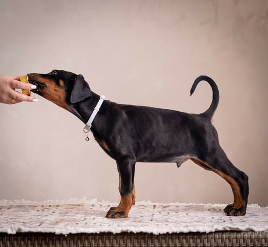 Доберман кученца Doberman, Vaccinated - Yes, Dewormed - Yes - city of Izvun Bulgaria | Dogs - снимка 10