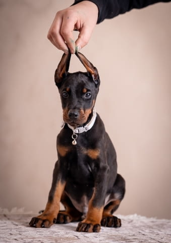 Доберман кученца Doberman, Vaccinated - Yes, Dewormed - Yes - city of Izvun Bulgaria | Dogs - снимка 11