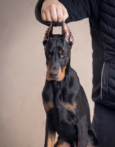 Доберман кученца Doberman, Vaccinated - Yes, Dewormed - Yes - city of Izvun Bulgaria | Dogs - снимка 12