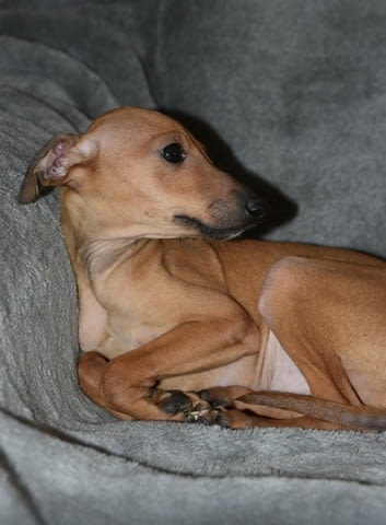 Малки италиански хрътки Другa, Vaccinated - Yes, Dewormed - Yes - city of Izvun Bulgaria | Dogs - снимка 2