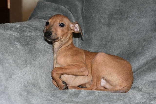 Малки италиански хрътки Другa, Vaccinated - Yes, Dewormed - Yes - city of Izvun Bulgaria | Dogs - снимка 3